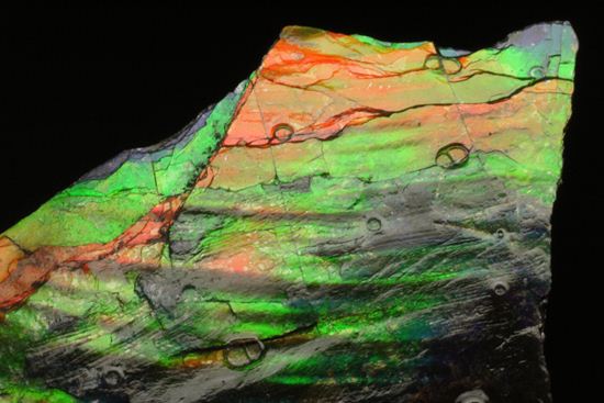 これは宝石。完全７色スペクトルの模式標本。ピースタイプの標本として最高峰です。(Ammolite)（その18）