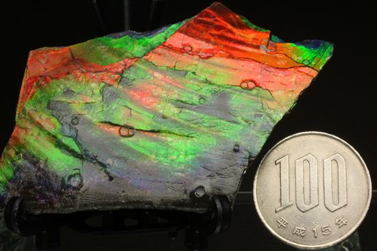 これは宝石。完全７色スペクトルの模式標本。ピースタイプの標本として最高峰です。(Ammolite)（その20）