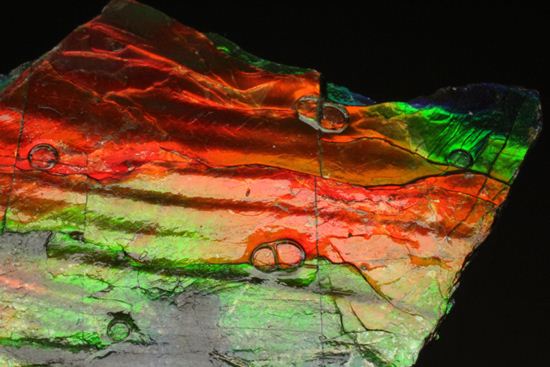 これは宝石。完全７色スペクトルの模式標本。ピースタイプの標本として最高峰です。(Ammolite)（その3）
