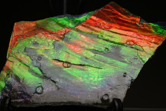 これは宝石。完全7色スペクトルの模式標本。ピースタイプの標本として最高峰です。(Ammolite)(その4)
