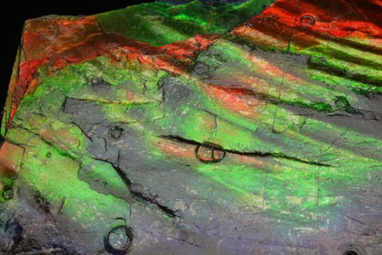 これは宝石。完全7色スペクトルの模式標本。ピースタイプの標本として最高峰です。(Ammolite)(その5)