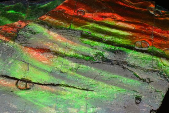 これは宝石。完全7色スペクトルの模式標本。ピースタイプの標本として最高峰です。(Ammolite)(その6)
