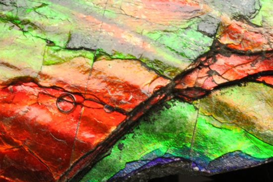 これは宝石。完全７色スペクトルの模式標本。ピースタイプの標本として最高峰です。(Ammolite)（その7）