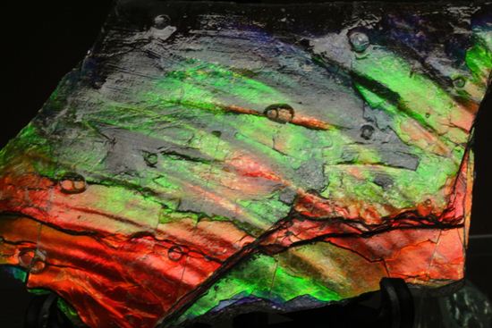 これは宝石。完全7色スペクトルの模式標本。ピースタイプの標本として最高峰です。(Ammolite)(その8)