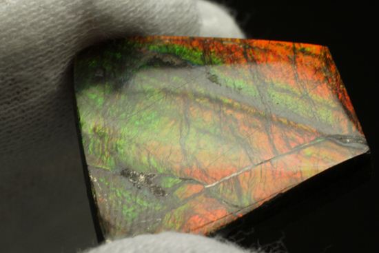 台形のフォルムをした綺麗な赤色アンモライト(Ammolite)(その12)