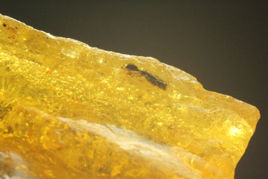 ドミニカの森がよみがえる!わんさか虫入りドミニカ産琥珀(Amber)(その10)