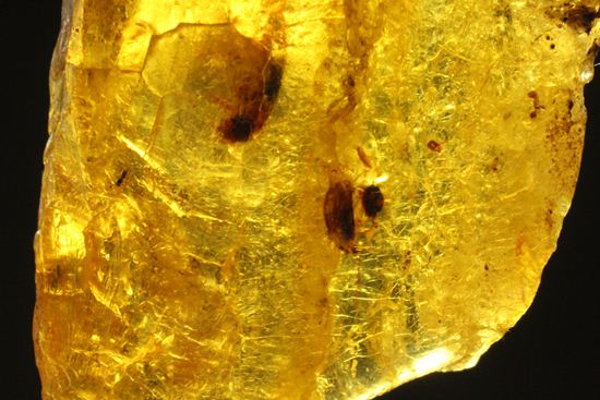 ドミニカの森がよみがえる!わんさか虫入りドミニカ産琥珀(Amber)(その12)
