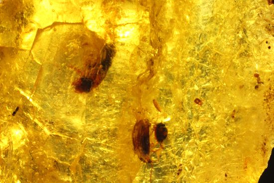 ドミニカの森がよみがえる!わんさか虫入りドミニカ産琥珀(Amber)(その13)