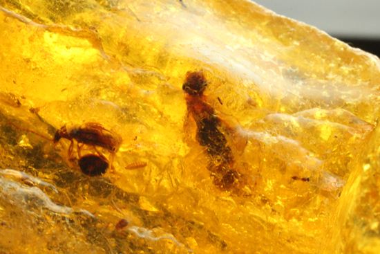 ドミニカの森がよみがえる！わんさか虫入りドミニカ産琥珀(Amber)（その15）