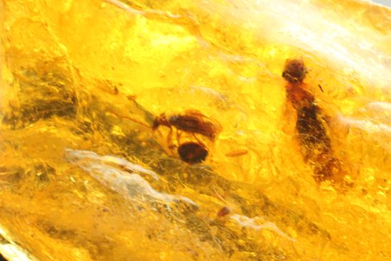ドミニカの森がよみがえる!わんさか虫入りドミニカ産琥珀(Amber)(その16)