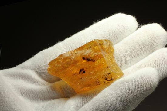 ドミニカの森がよみがえる！わんさか虫入りドミニカ産琥珀(Amber)（その17）