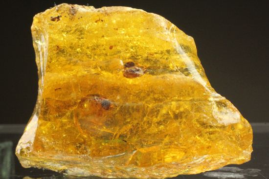 ドミニカの森がよみがえる!わんさか虫入りドミニカ産琥珀(Amber)(その2)
