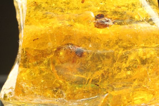 ドミニカの森がよみがえる!わんさか虫入りドミニカ産琥珀(Amber)(その3)