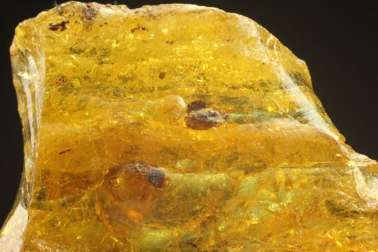 ドミニカの森がよみがえる!わんさか虫入りドミニカ産琥珀(Amber)(その4)