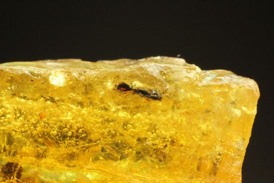 ドミニカの森がよみがえる!わんさか虫入りドミニカ産琥珀(Amber)(その6)