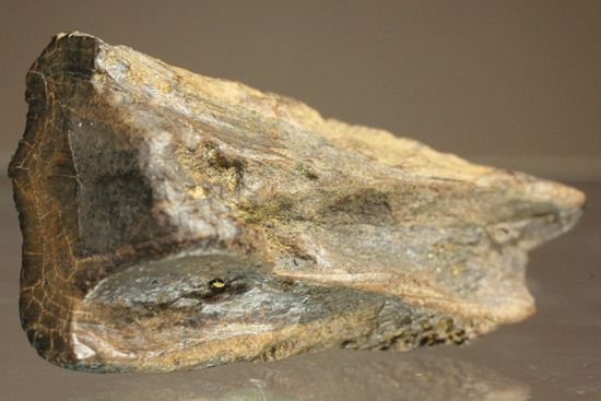これぞ草食動物の歯!見るからに頑丈そうなトリケラトプスの歯が登場です。(その5)