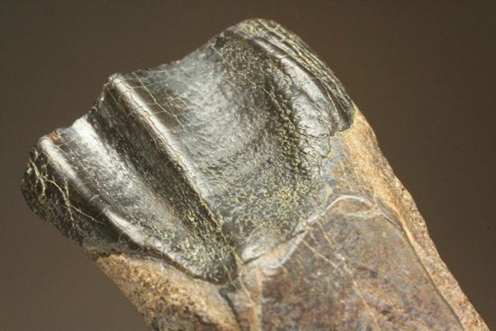 これぞ草食動物の歯!見るからに頑丈そうなトリケラトプスの歯が登場です。(その6)