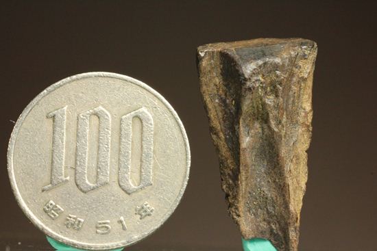 これぞ草食動物の歯!見るからに頑丈そうなトリケラトプスの歯が登場です。(その9)
