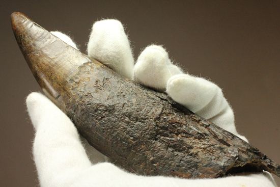 ティラノサウルス・レックス。化石セブン史上最高の前上顎骨歯(その1)