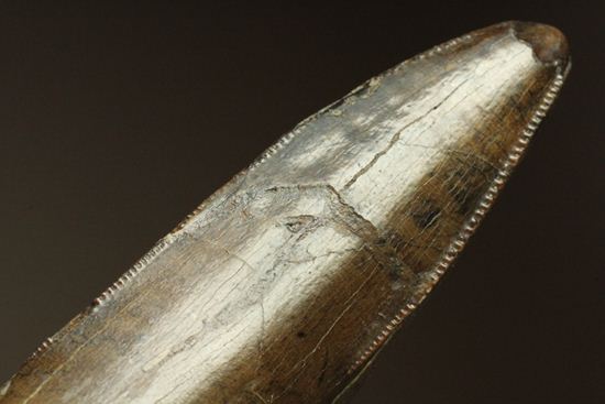 ティラノサウルス・レックス。化石セブン史上最高の前上顎骨歯（その11）