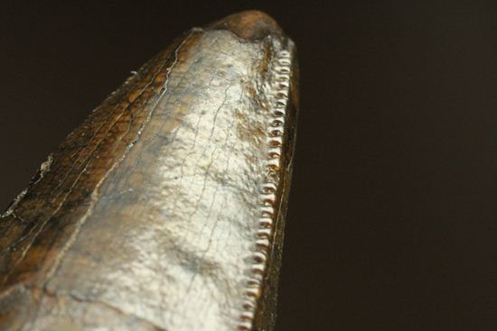 ティラノサウルス・レックス。化石セブン史上最高の前上顎骨歯（その12）