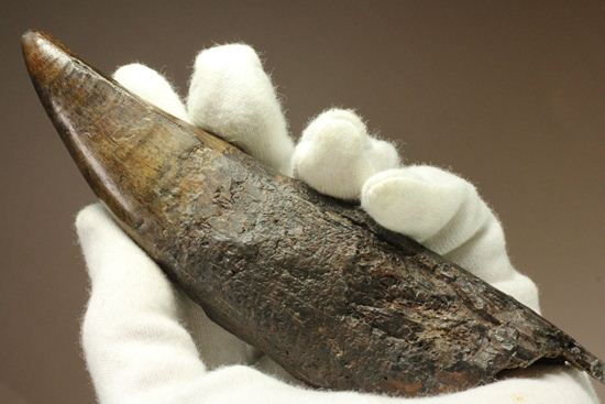 ティラノサウルス・レックス。化石セブン史上最高の前上顎骨歯（その13）