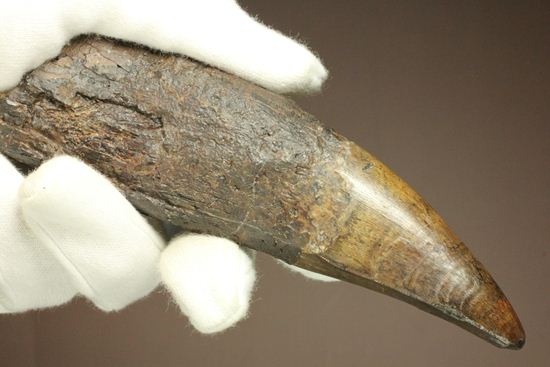 ティラノサウルス・レックス。化石セブン史上最高の前上顎骨歯(その14)