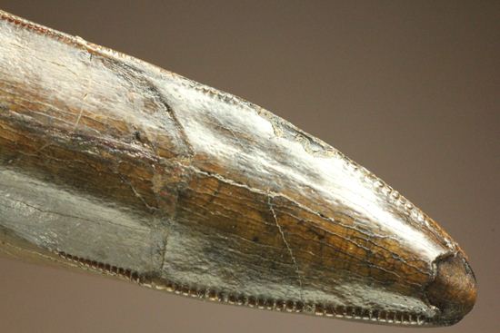 ティラノサウルス・レックス。化石セブン史上最高の前上顎骨歯(その15)