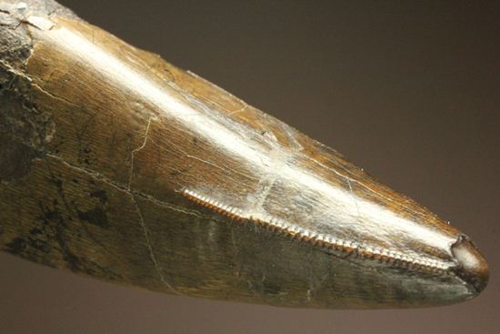 ティラノサウルス・レックス。化石セブン史上最高の前上顎骨歯(その16)