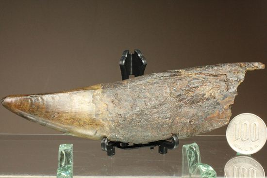 ティラノサウルス・レックス。化石セブン史上最高の前上顎骨歯（その17）
