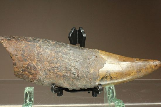ティラノサウルス・レックス。化石セブン史上最高の前上顎骨歯（その18）