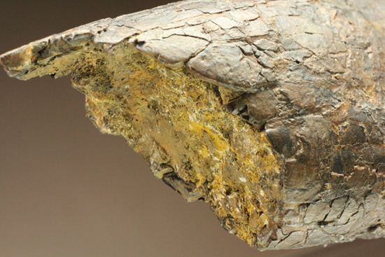 ティラノサウルス・レックス。化石セブン史上最高の前上顎骨歯（その19）