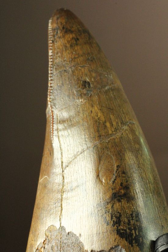 ティラノサウルス・レックス。化石セブン史上最高の前上顎骨歯（その2）