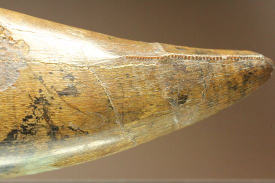 ティラノサウルス・レックス。化石セブン史上最高の前上顎骨歯（その20）