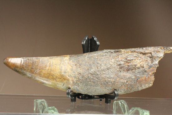 ティラノサウルス・レックス。化石セブン史上最高の前上顎骨歯(その3)