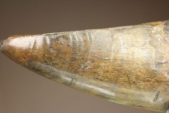 ティラノサウルス・レックス。化石セブン史上最高の前上顎骨歯（その4）