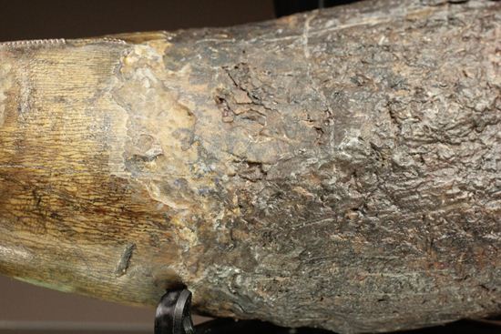 ティラノサウルス・レックス。化石セブン史上最高の前上顎骨歯(その5)