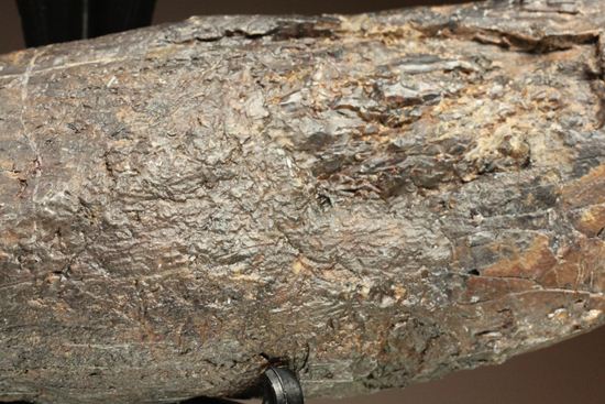 ティラノサウルス・レックス。化石セブン史上最高の前上顎骨歯(その6)