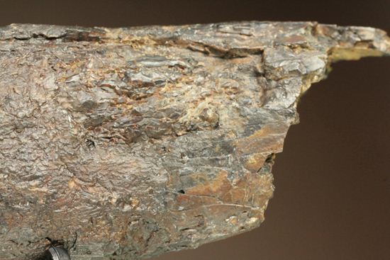ティラノサウルス・レックス。化石セブン史上最高の前上顎骨歯（その7）