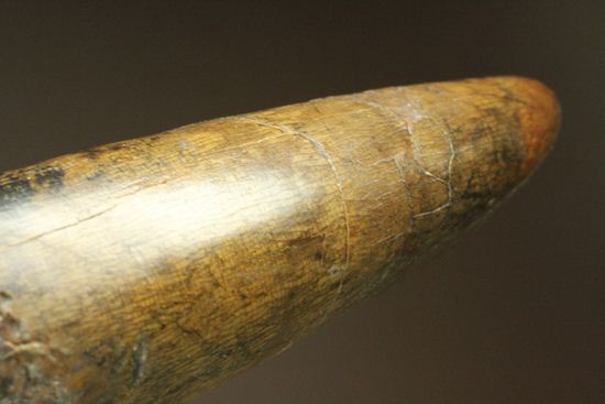 ティラノサウルス・レックス。化石セブン史上最高の前上顎骨歯(その8)