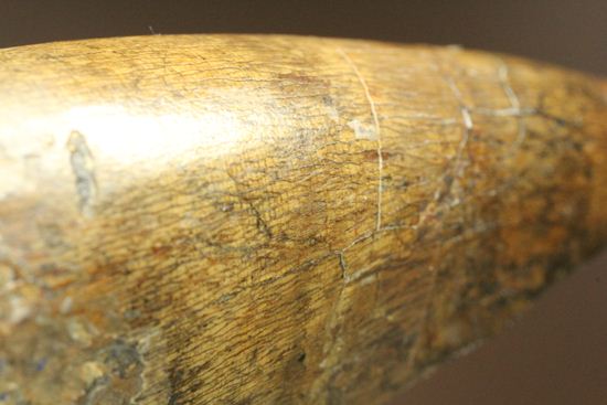 ティラノサウルス・レックス。化石セブン史上最高の前上顎骨歯(その9)