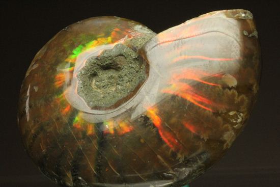 10/15化石の日限定価格】マダガスカル産 アンモナイト化石