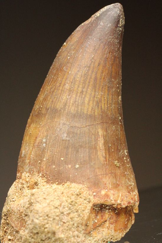 白亜紀海のプレデター化石はこれだ！肉食海トカゲ、モササウルスのぶっとい歯化石(Mosasaurus)（その1）