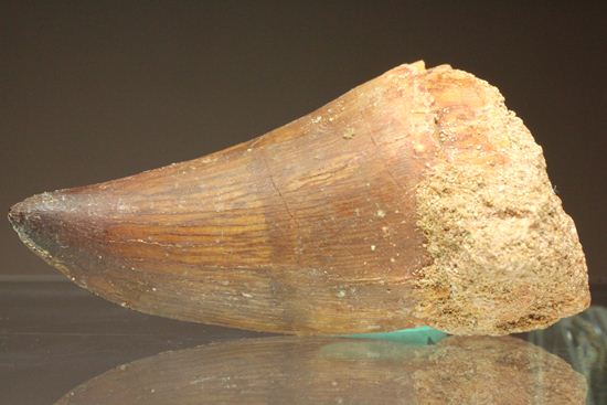 白亜紀海のプレデター化石はこれだ！肉食海トカゲ、モササウルスのぶっとい歯化石(Mosasaurus)（その10）