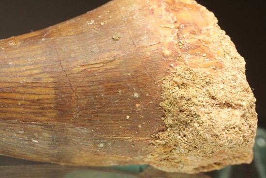 白亜紀海のプレデター化石はこれだ！肉食海トカゲ、モササウルスのぶっとい歯化石(Mosasaurus)（その12）
