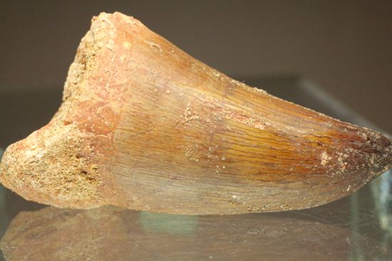 白亜紀海のプレデター化石はこれだ！肉食海トカゲ、モササウルスのぶっとい歯化石(Mosasaurus)（その14）
