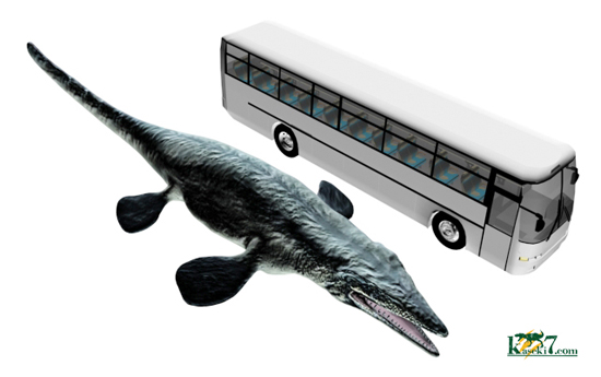 白亜紀海のプレデター化石はこれだ！肉食海トカゲ、モササウルスのぶっとい歯化石(Mosasaurus)（その2）