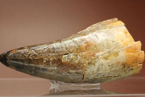 速報！あのスーと同地域から発見されたティラノサウルス・レックスの純粋な前上顎骨歯（その1）