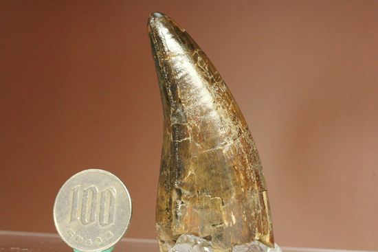 速報!あのスーと同地域から発見されたティラノサウルス・レックスの純粋な前上顎骨歯(その10)