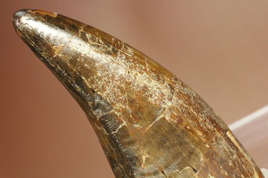 速報!あのスーと同地域から発見されたティラノサウルス・レックスの純粋な前上顎骨歯(その11)